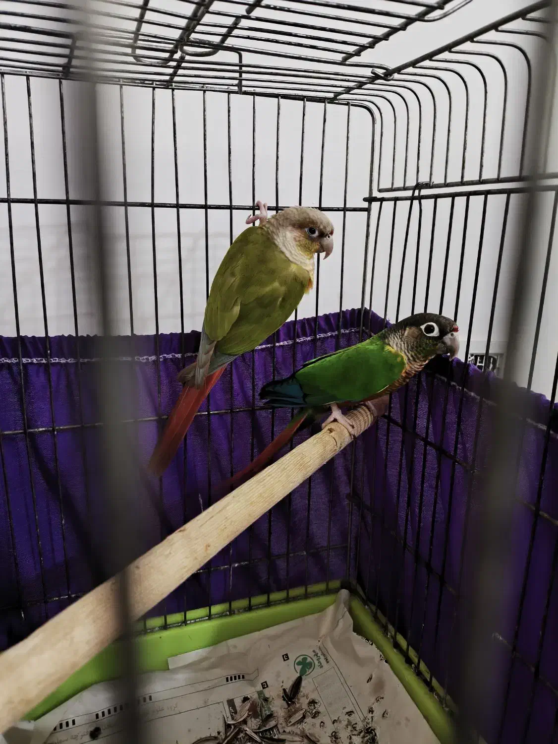 طوطی گرینچیک جفت|پرنده|قدس, شهرقدس|دیوار