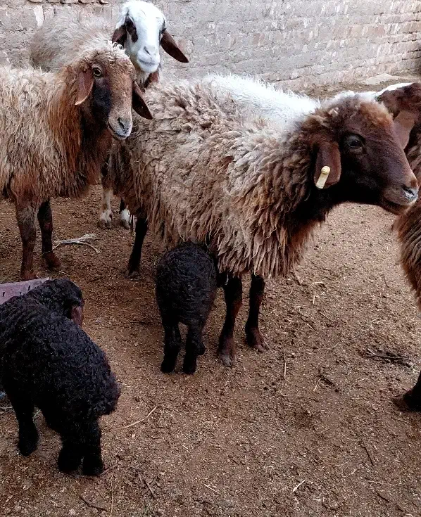 میش زاییده...|حیوانات مزرعه|کاشمر, |دیوار