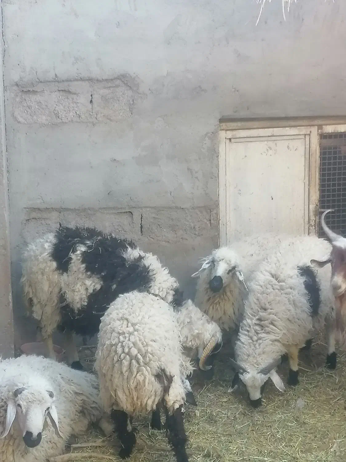 برره فروشی|حیوانات مزرعه|بم, |دیوار