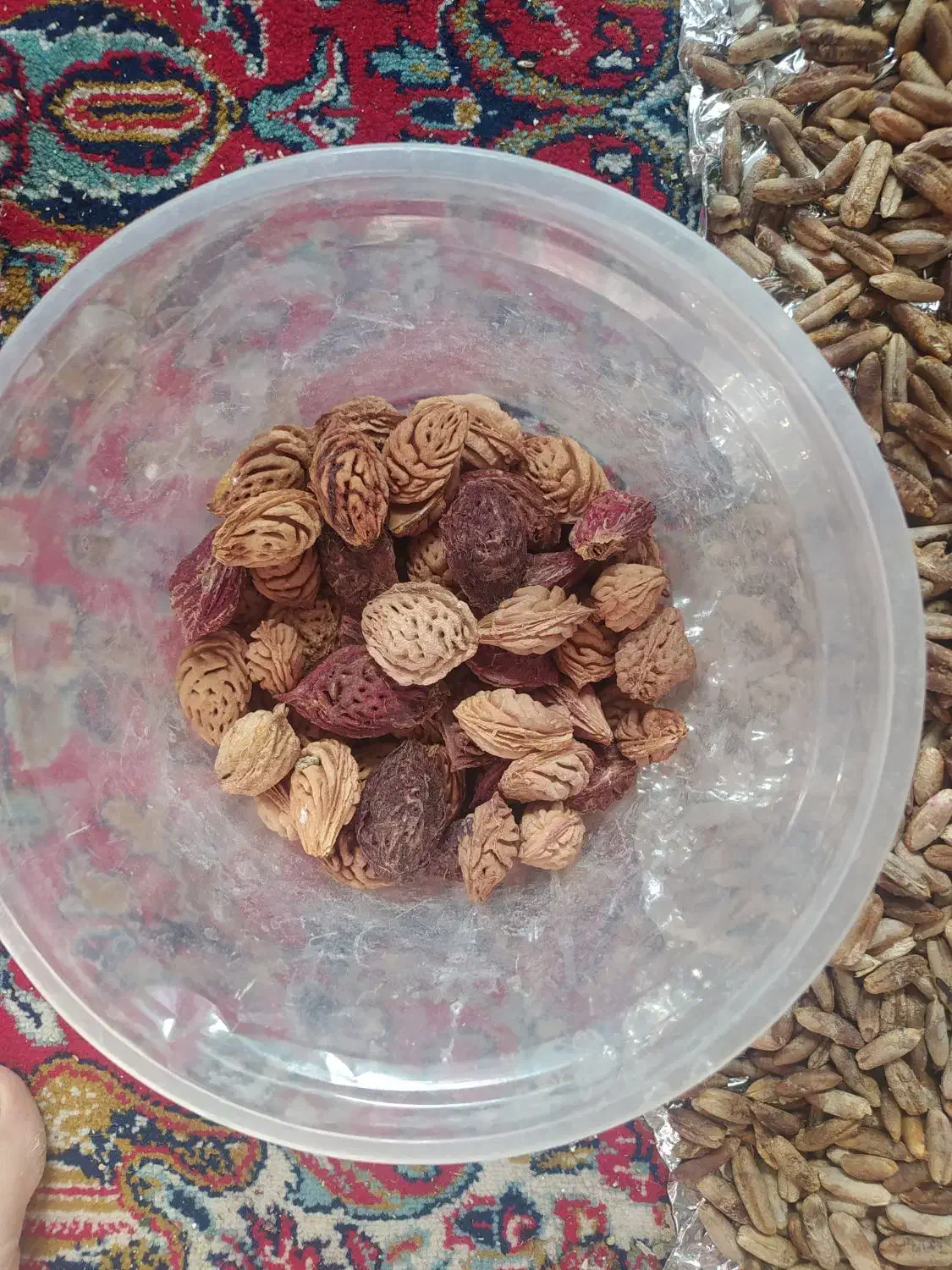 هسته خرما جهت قهوه خرما و هسته هلو جهت کاچی|فعالیت داوطلبانه|کرمان, |دیوار