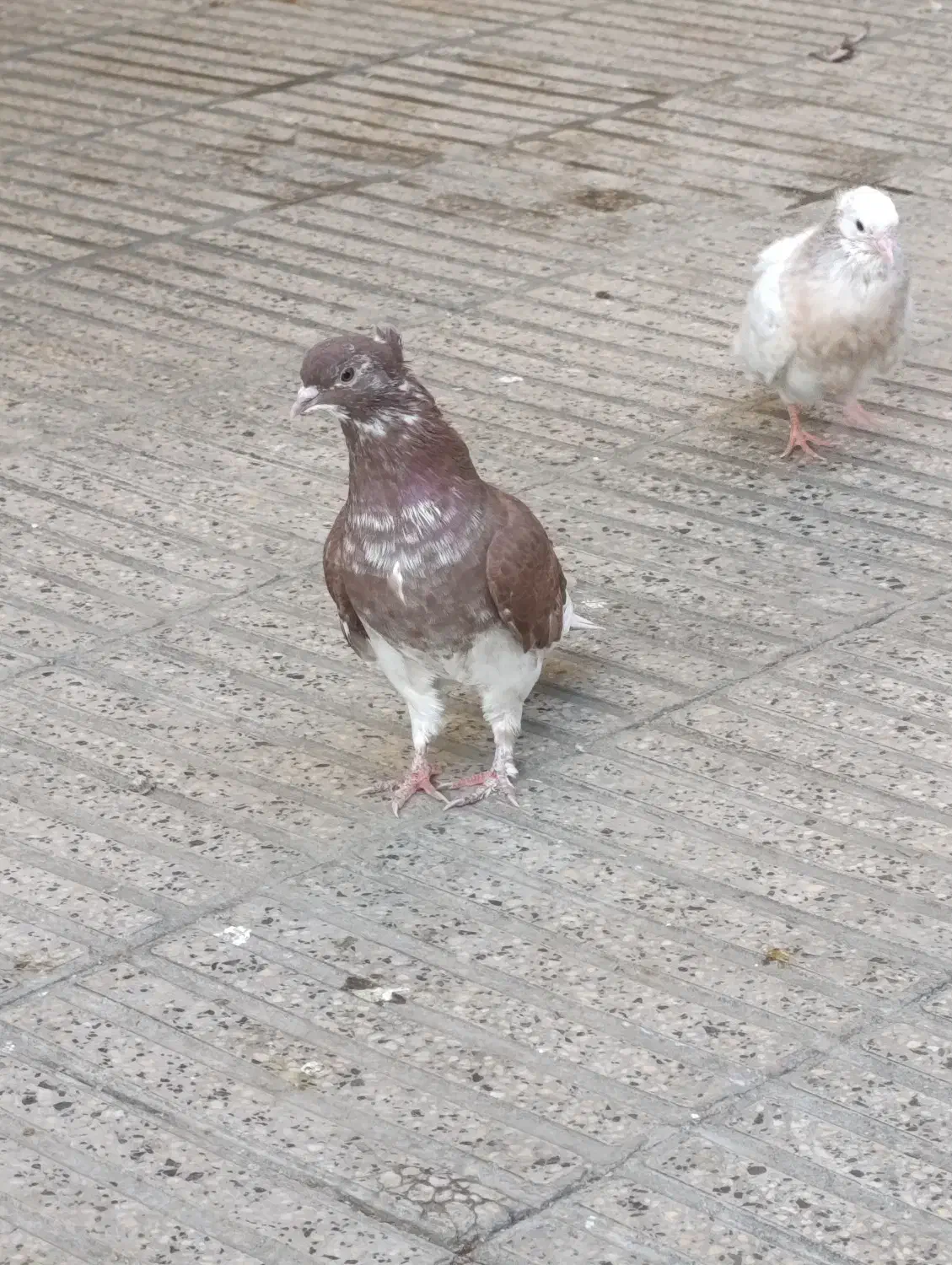 کبوتر فوق پرش|پرنده|گرگان, |دیوار