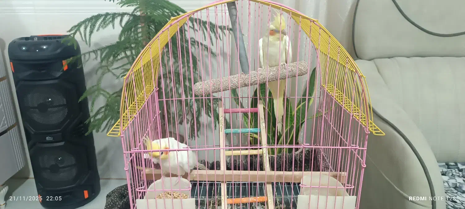 عروس هلندی|پرنده|پاکدشت, پاکدشت (مامازند)|دیوار