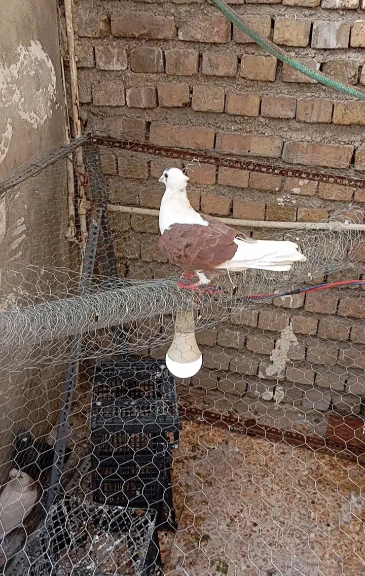 نر شو سرخ خالسیاه|پرنده|خرمآباد, |دیوار