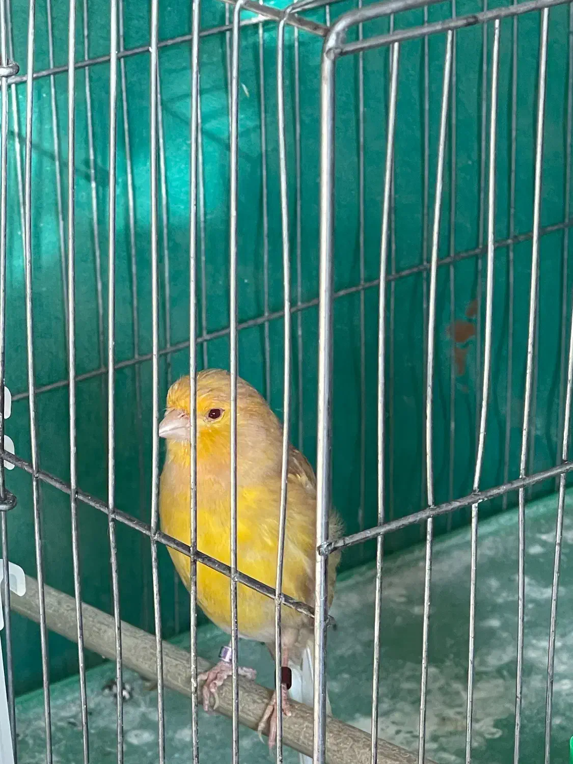 قناری نر|پرنده|مبارکه, |دیوار