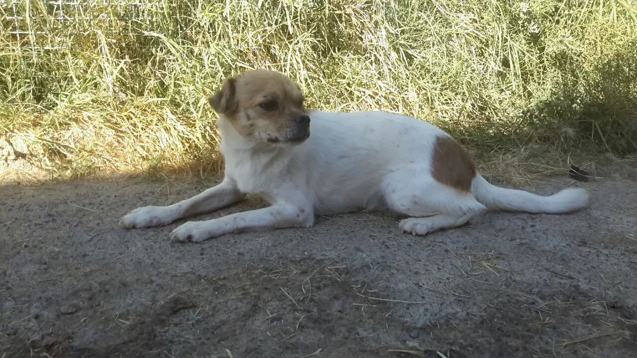 واگذاری سگ رایگان|سگ|تبریز, |دیوار