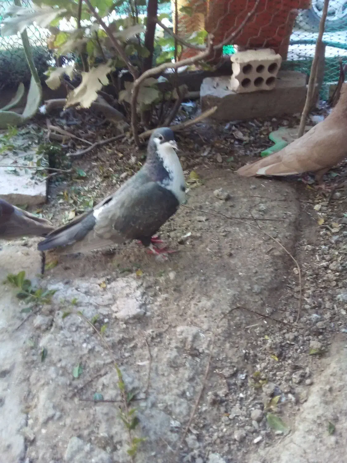 جفت کرواتی|پرنده|خرمشهر, |دیوار