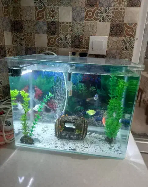 آکواریوم|ماهی|گنبد کاووس, |دیوار