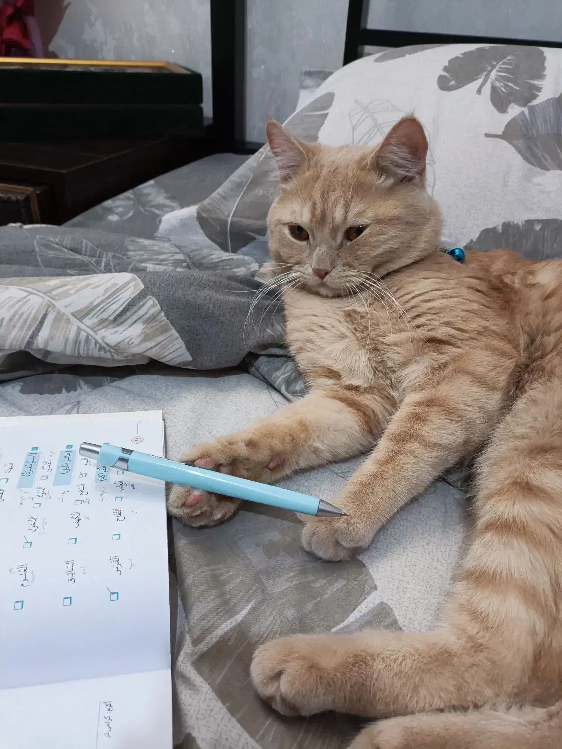 گربه اسکاتیش زرد|گربه|مشهد, سعد آباد|دیوار