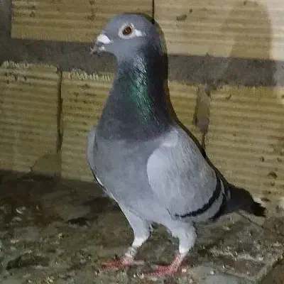 3کفتر پلاکی گمشد|حیوانات|بندر امام خمینی, |دیوار