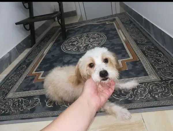 سگ شیتزو|سگ|کیاشهر, |دیوار