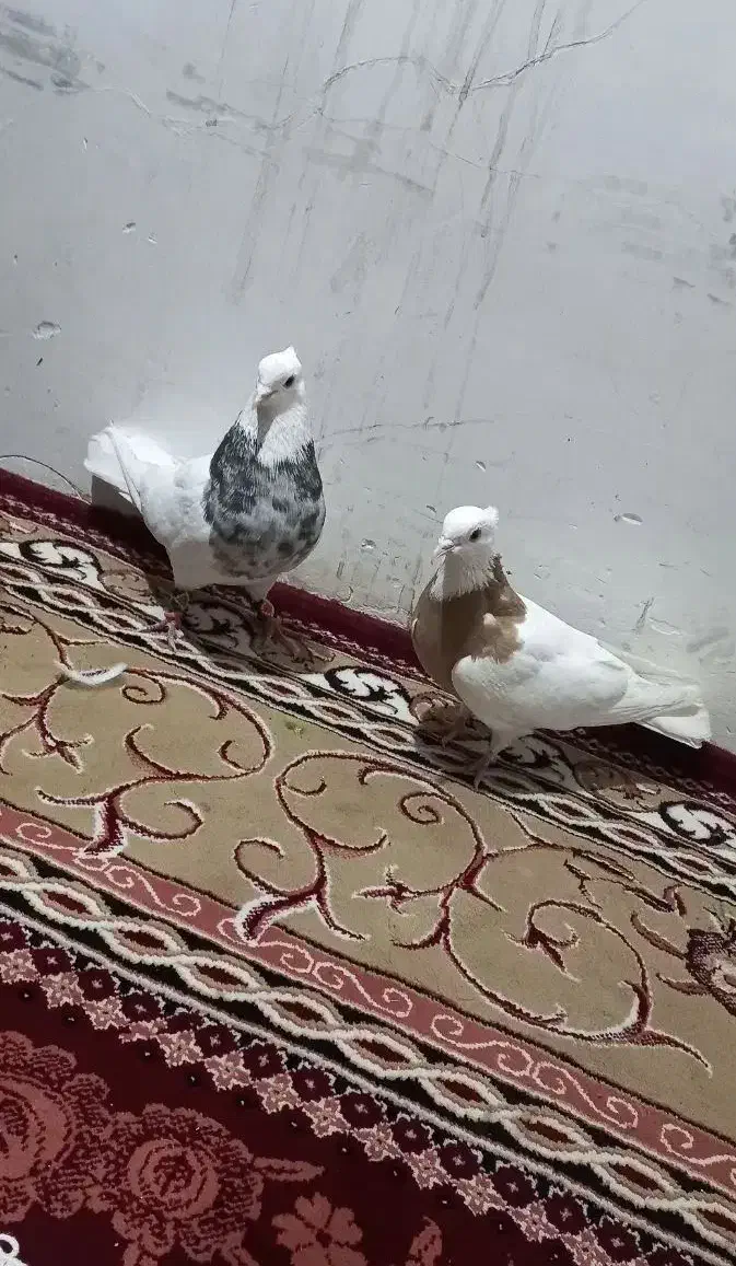 کفتر طوقی.|پرنده|نسیم‌شهر, |دیوار