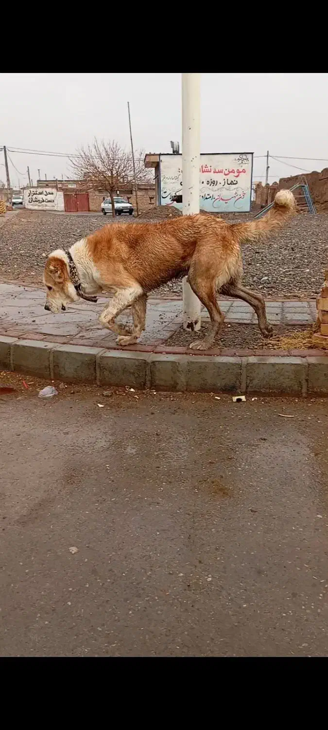 سگ قلدور|سگ|ساری, |دیوار