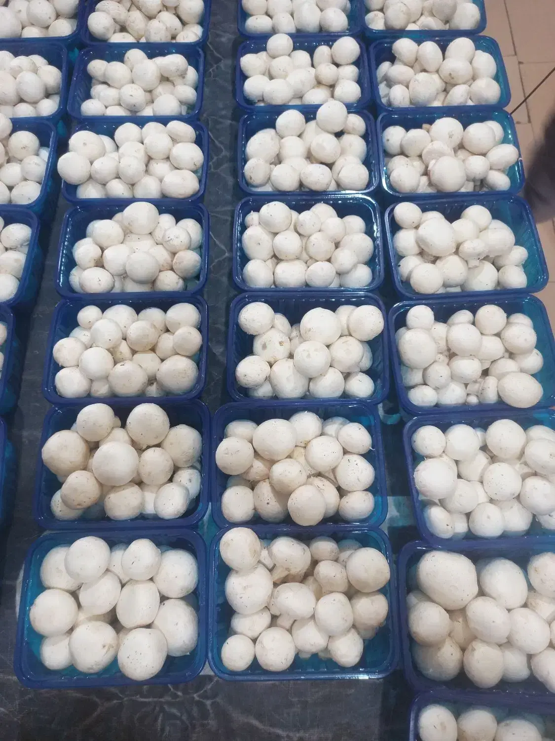 mushroom قارچ دکمه ای|خوردنی و آشامیدنی|تهران, صادقیه|دیوار