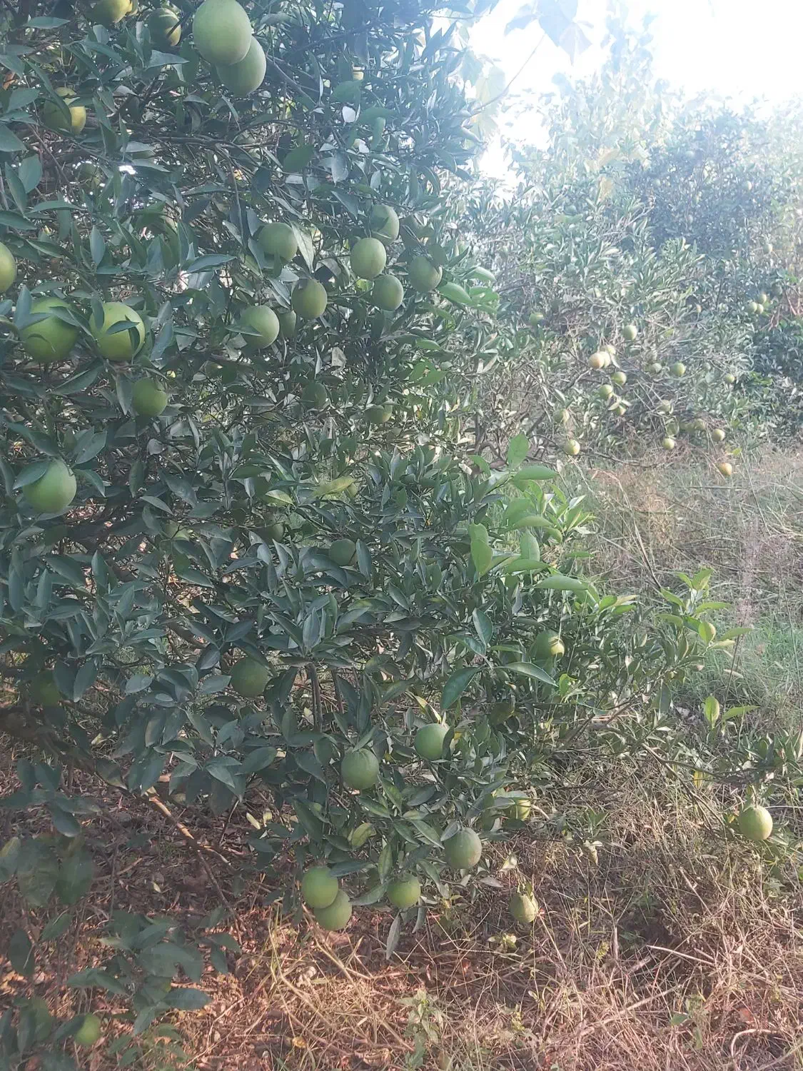 پرتقال تامسون تقربا زرد شدش پوست نازک شیرین|خدمات باغبانی و درختکاری|هادی شهر, |دیوار