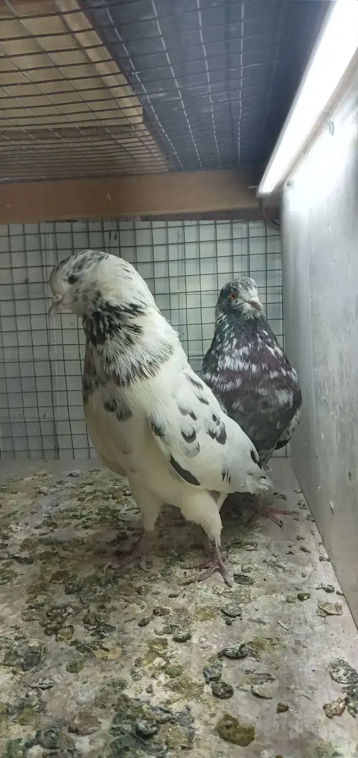 کبوتر|پرنده|رشت, قاسمیه|دیوار