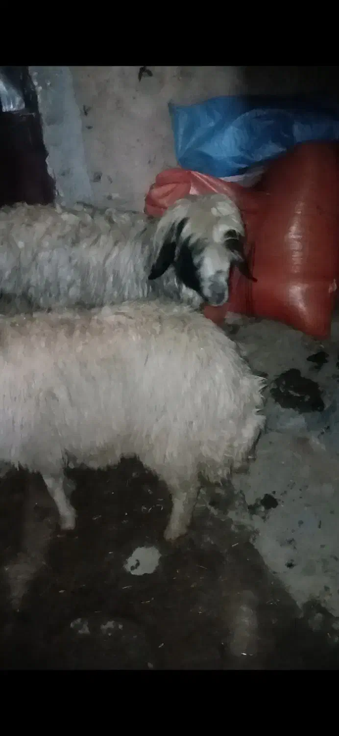 میش|حیوانات مزرعه|الیگودرز, |دیوار