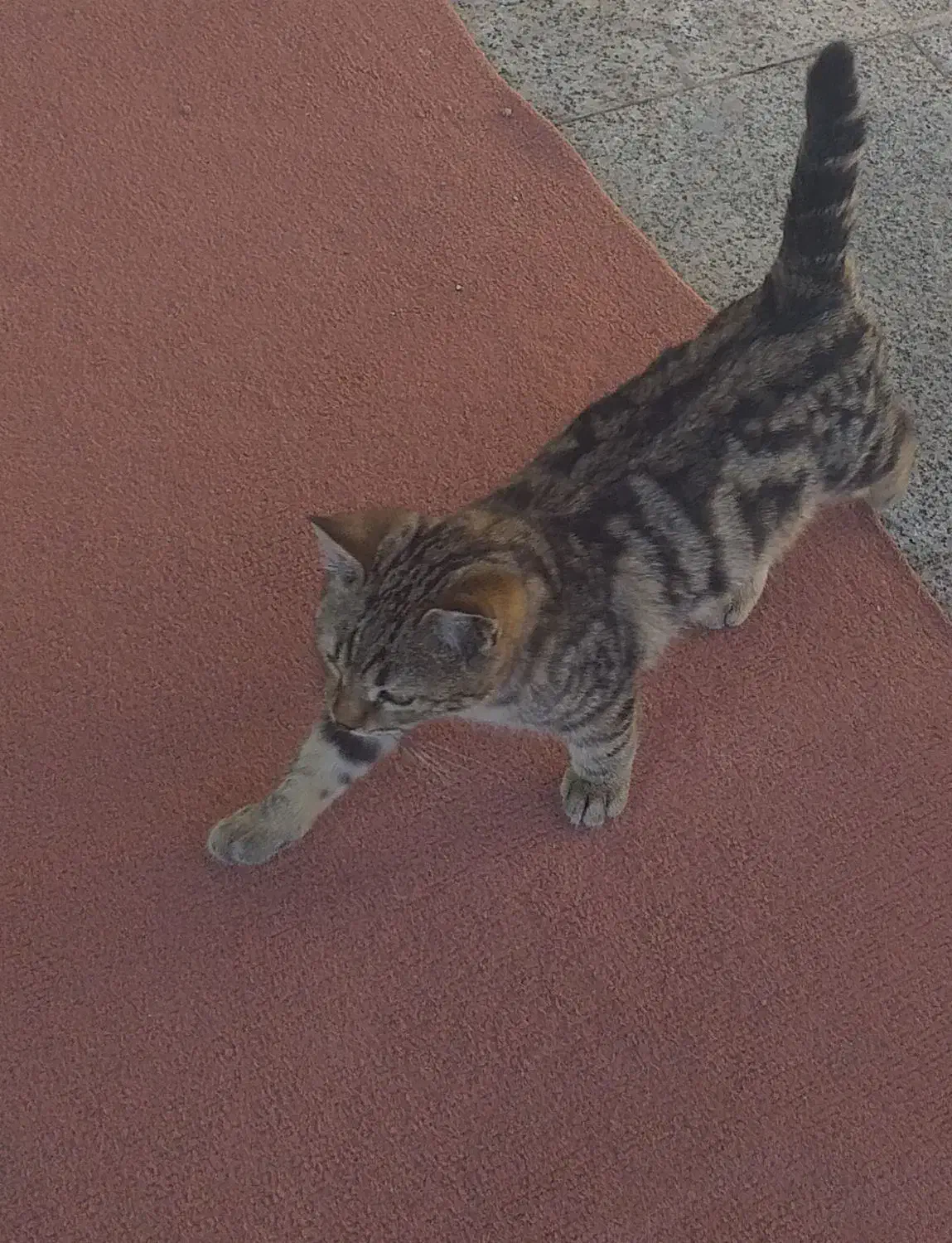 سرپرستی حیوان خانگی|گربه|اردبیل, |دیوار