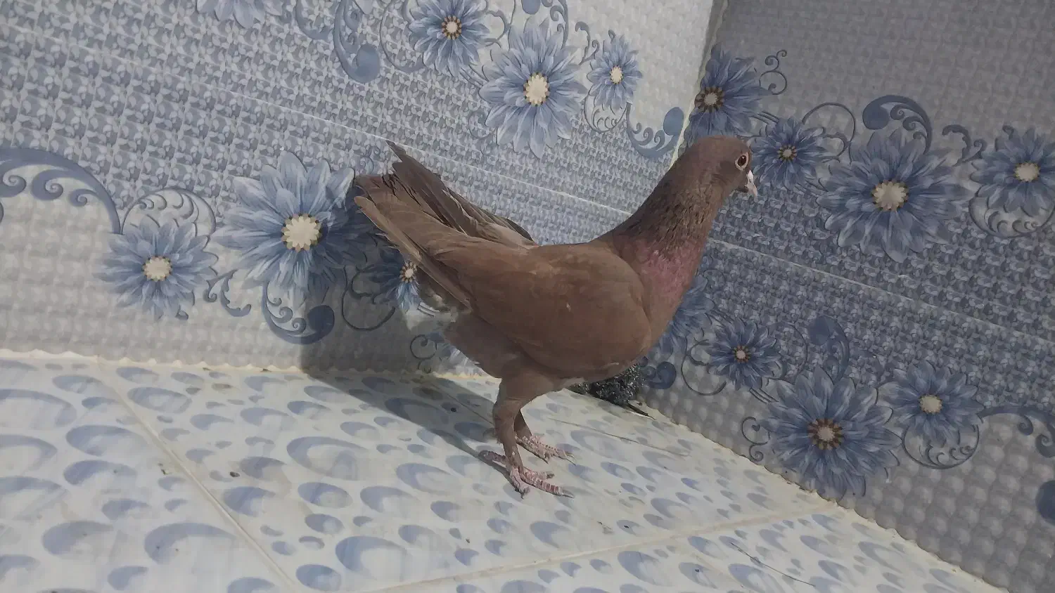 سرخ کرمونی ..پرستویی زرد|پرنده|خور (اصفهان), |دیوار