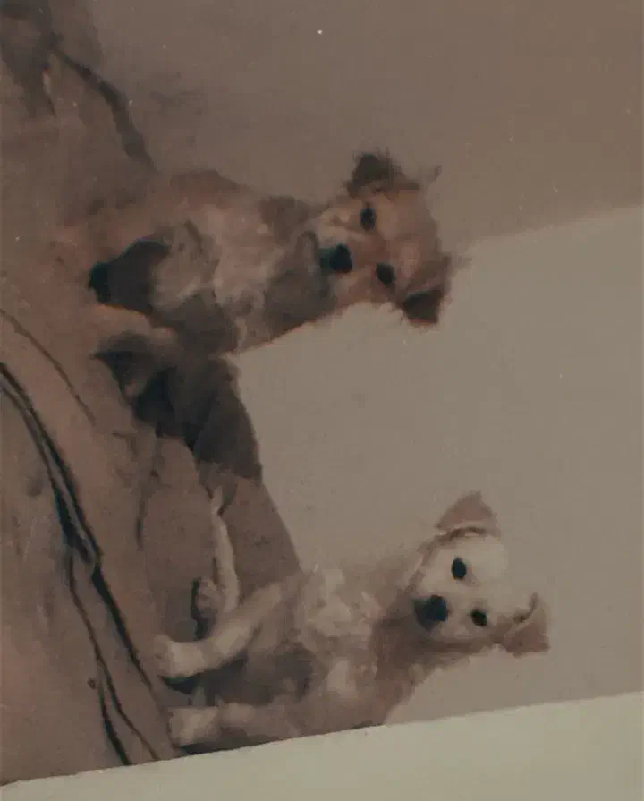 سگ پاکوتاه|سگ|محمدیه-قزوین, |دیوار