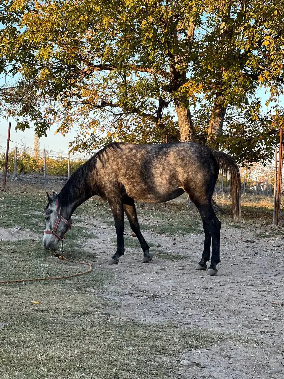 اسب|اسب و تجهیزات اسب‌سواری|مشگین شهر, |دیوار
