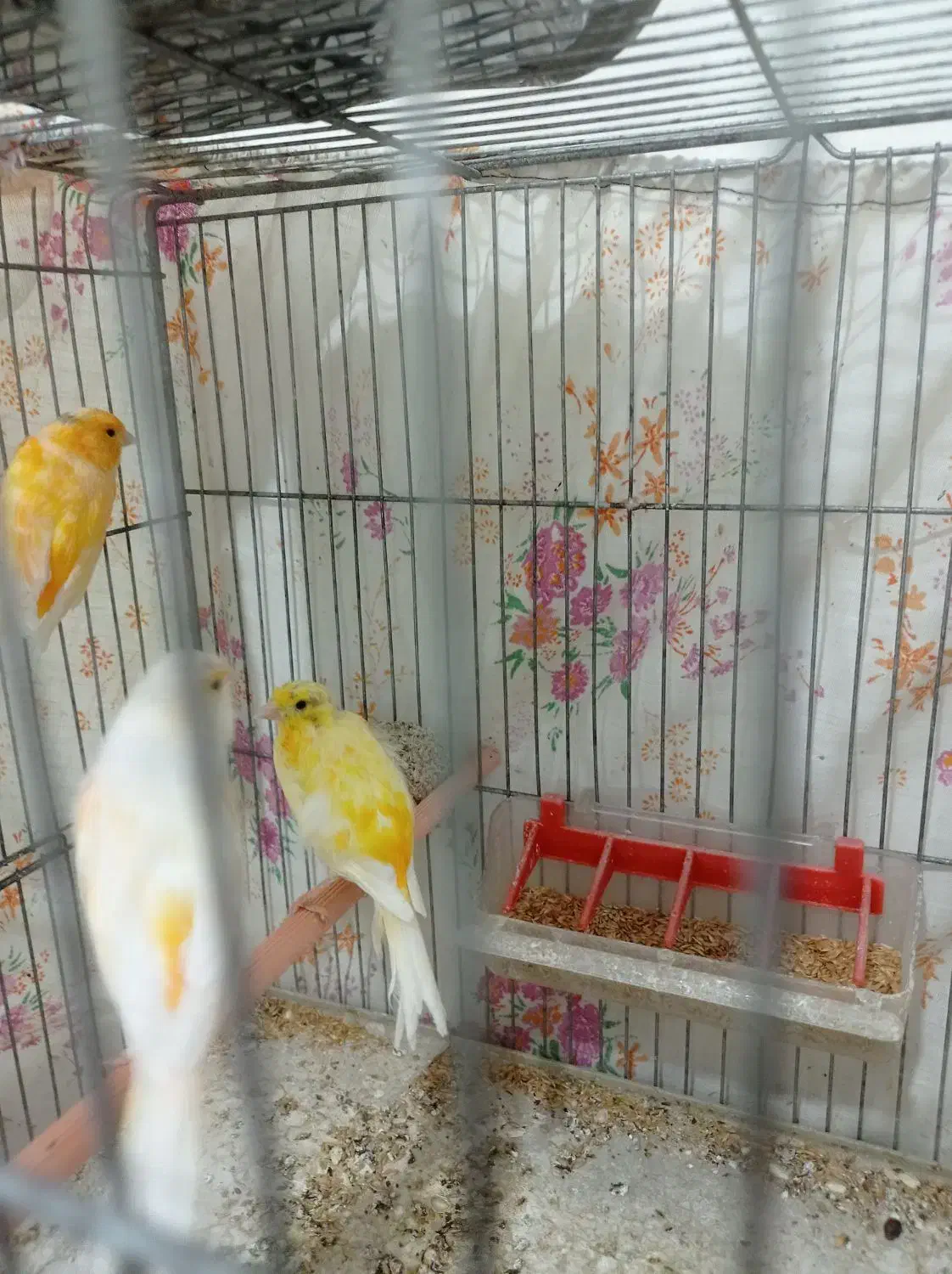 قناری|پرنده|بروجن, |دیوار