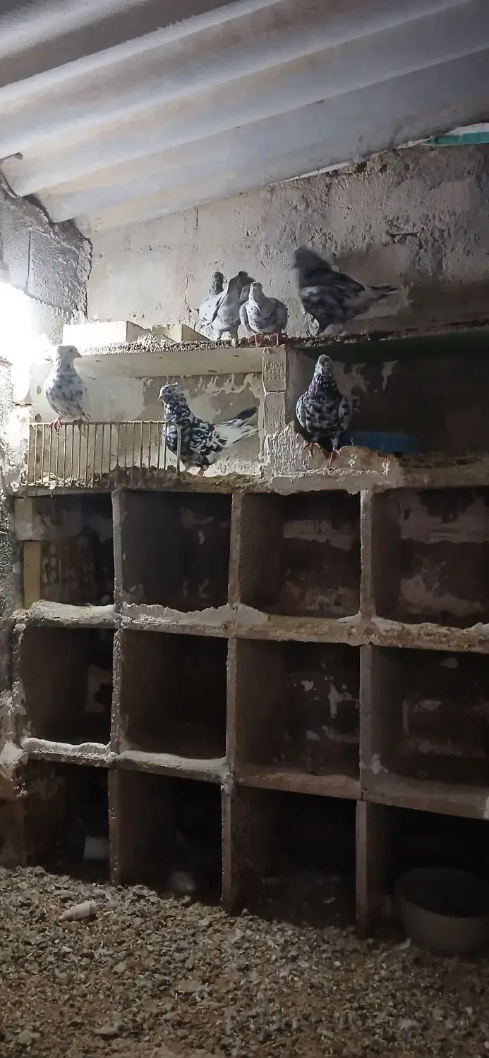 کاکلی قدیم|پرنده|گتوند, |دیوار