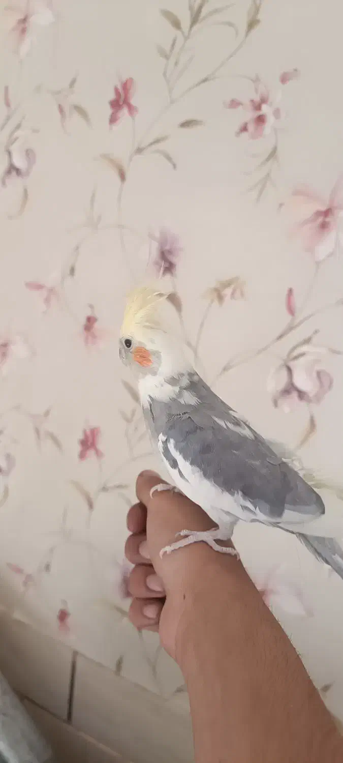 یک جفت عروس هلندی دستی با قفس بزرگ|پرنده|شیراز, تندگویان|دیوار