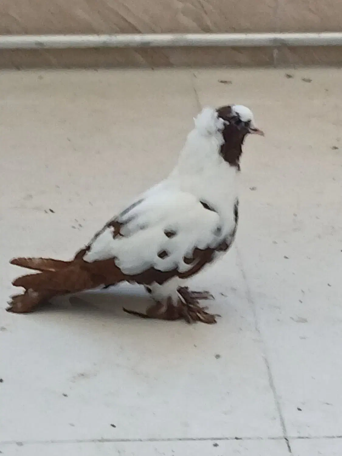 ککلی|پرنده|اردبیل, |دیوار