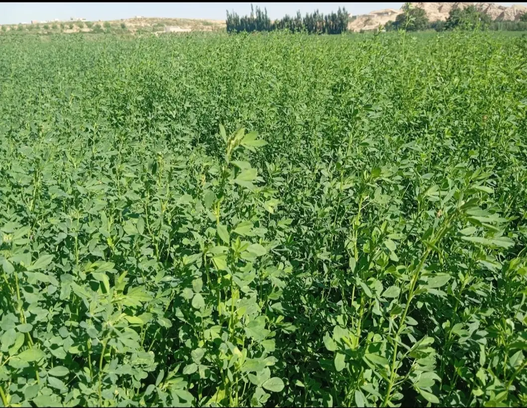 یونجه|خدمات باغبانی و درختکاری|میاندوآب, |دیوار