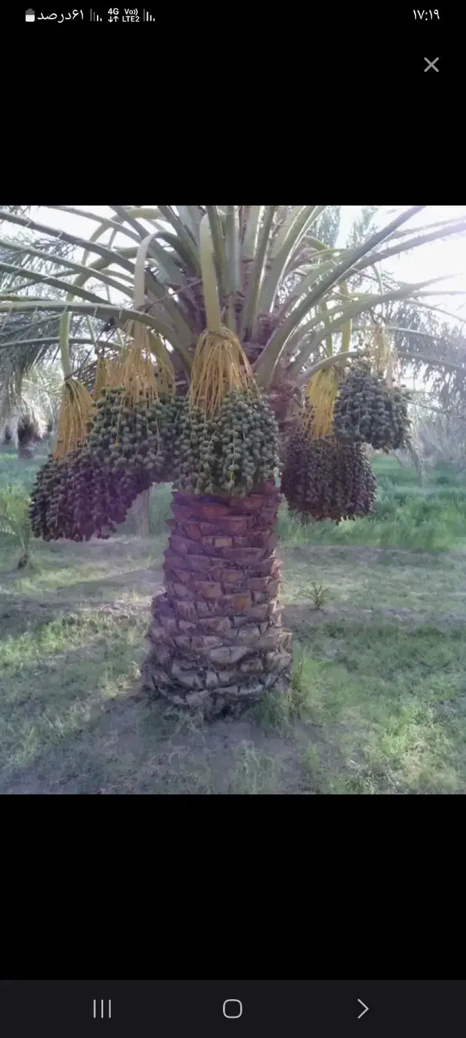 درخت خرما|خدمات باغبانی و درختکاری|ریگان, |دیوار