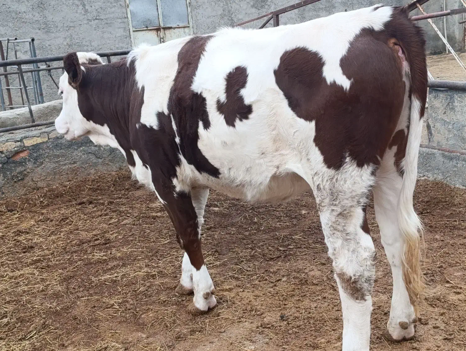 گوساله|حیوانات مزرعه|ساروق, |دیوار