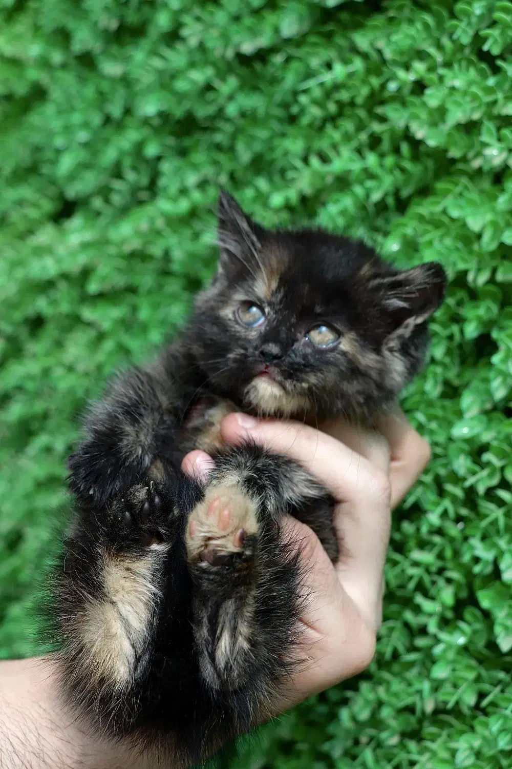 اسکاتیش تخفیفی|گربه|یزد, |دیوار