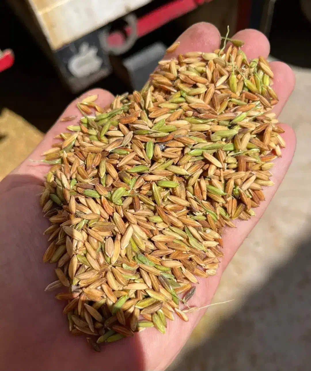 برنج عنبربو شوشتر تولکی به شرط پخت۱|خوردنی و آشامیدنی|شوشتر, |دیوار