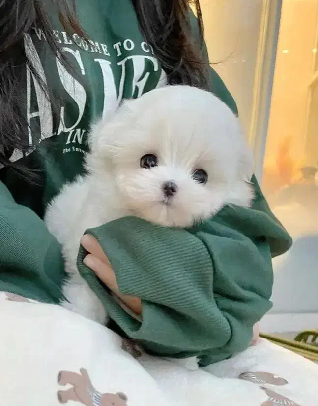 سگ مالتیپو قیمت ۶|سگ|قم, دورشهر|دیوار