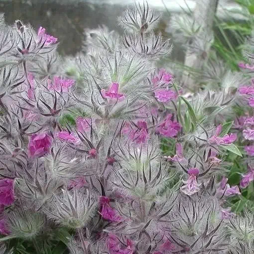 فروش گیاهان دارویی گیل نوش ارگانیک و کمیاب|خوردنی و آشامیدنی|لاهیجان, مهرگان|دیوار