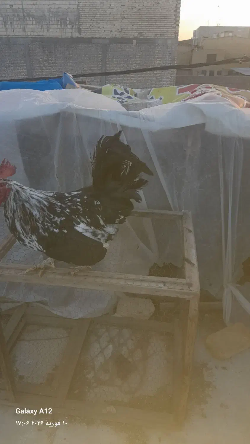 خروس گلین لری|حیوانات مزرعه|یزد, |دیوار