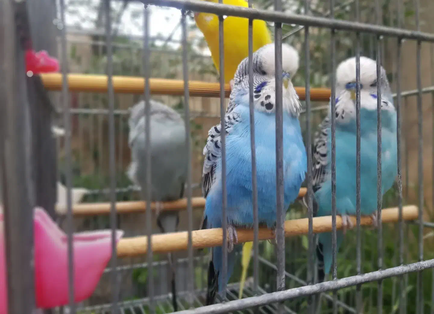 فروش مرغ عشق انگلیسی گریدa|پرنده|بومهن, |دیوار