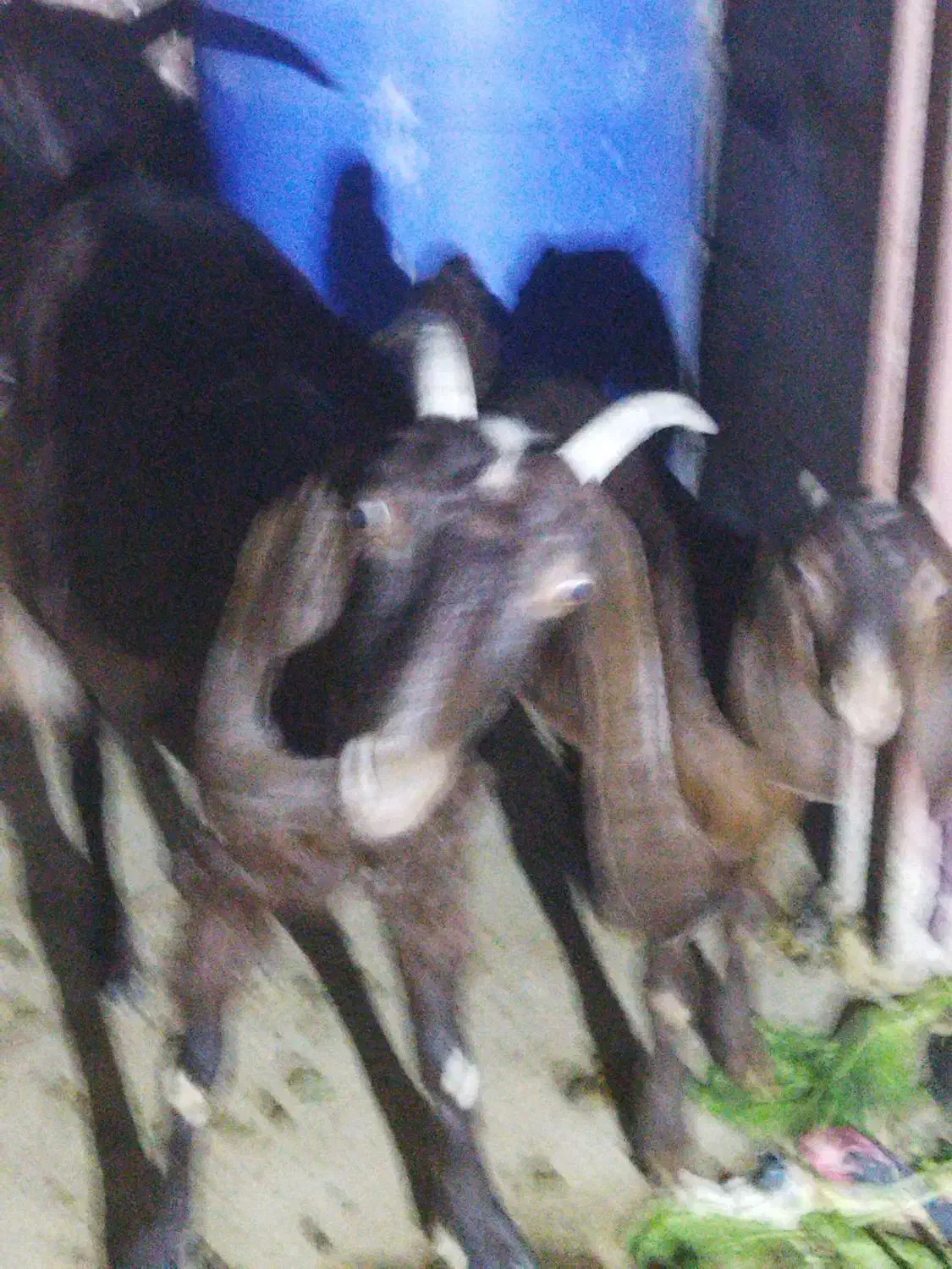 بزجوان وسرحال|حیوانات مزرعه|خورموج, |دیوار