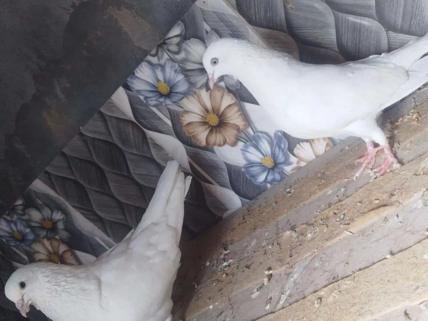 پرنده|پرنده|بند زرک, |دیوار