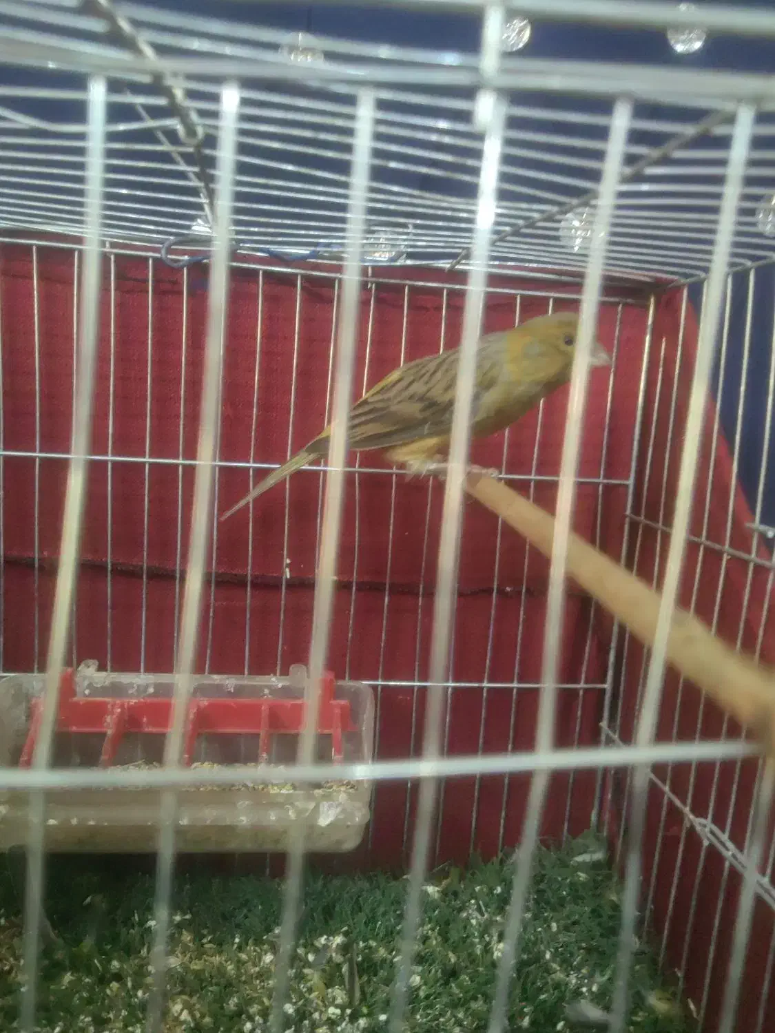 قناری نر|پرنده|کرمان, |دیوار