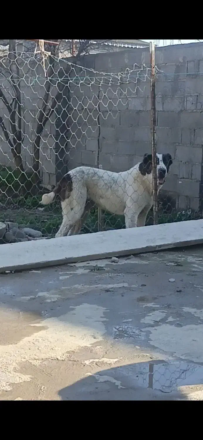 هفت ماهه|سگ|سیمین شهر, |دیوار