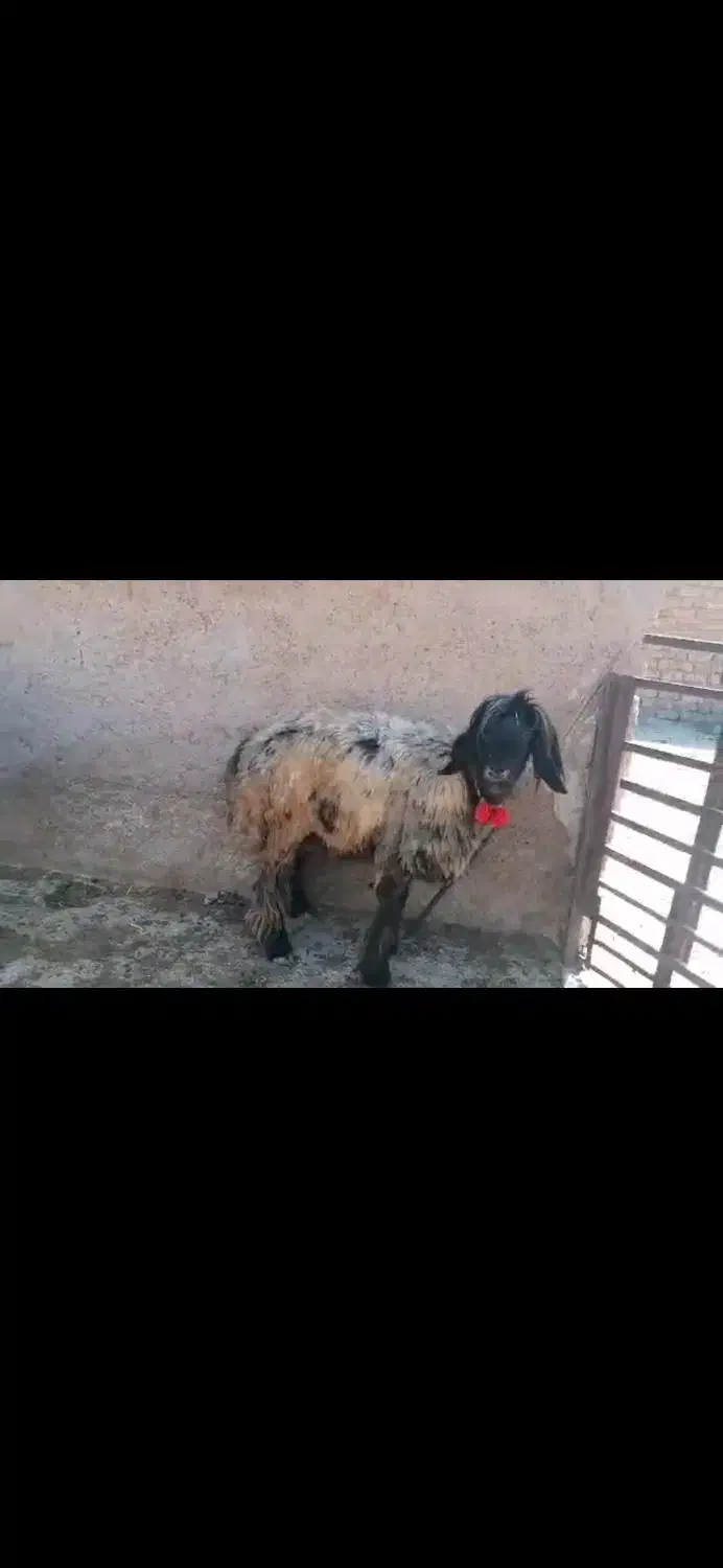 میش بختیاری|حیوانات مزرعه|شیراز, میانرود|دیوار