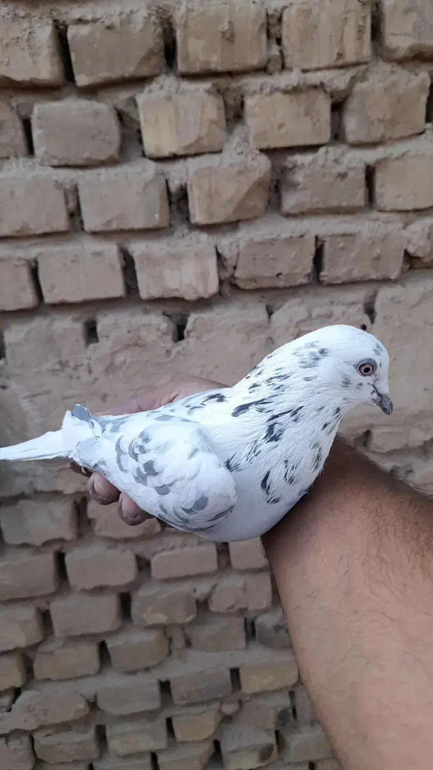 کبوتر پرشی ساعت بالا|پرنده|اردکان, |دیوار