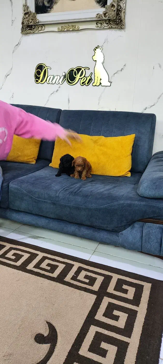 واگذاری توله سگ خانگی پودل فرفری|سگ|تهران, وردآورد|دیوار