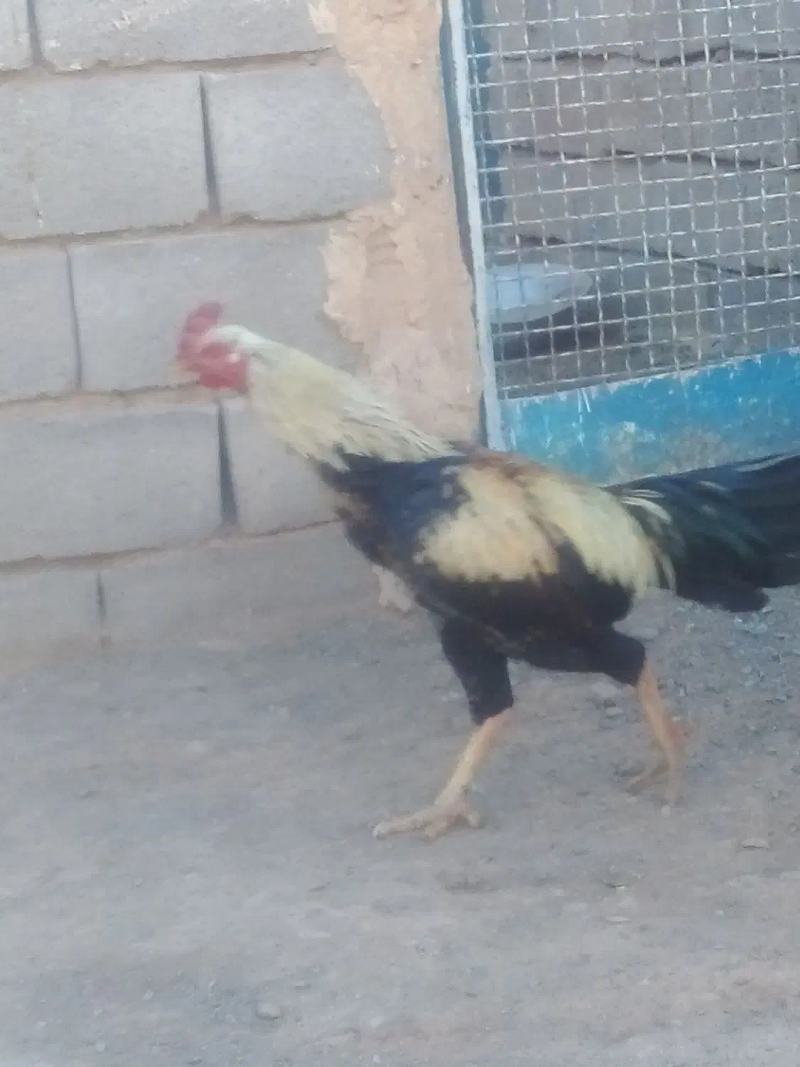 خروس لاری اصیل|حیوانات مزرعه|تربت جام, جلگه موسی آباد|دیوار