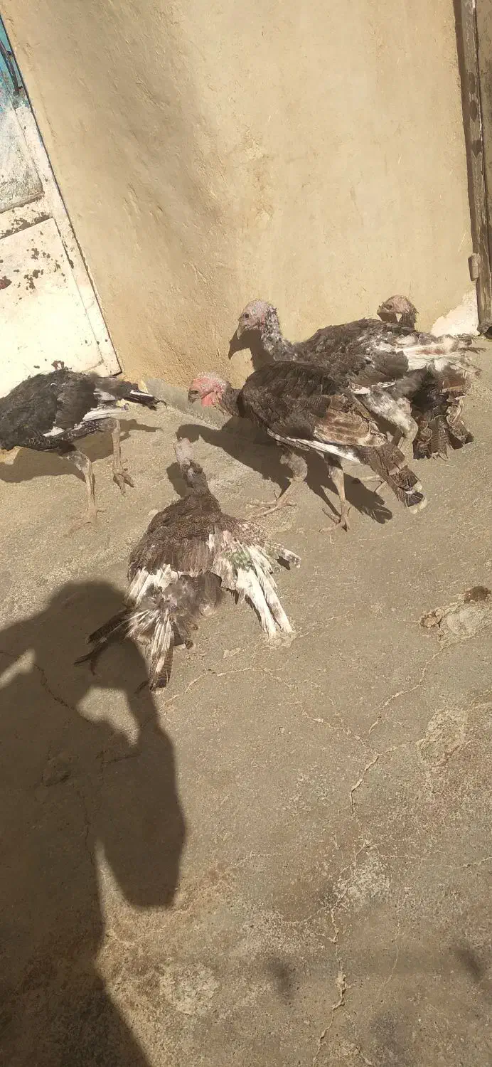 بوقلمون نر|حیوانات مزرعه|کلیائی, |دیوار