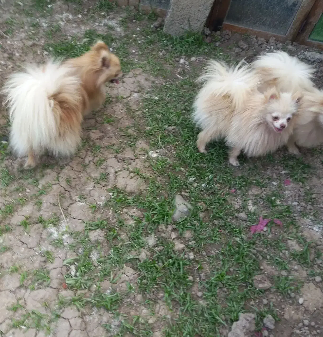 چهار عدد ماده سگ پامر سایز ریز عالی مولد|سگ|رشت, ترمینال|دیوار