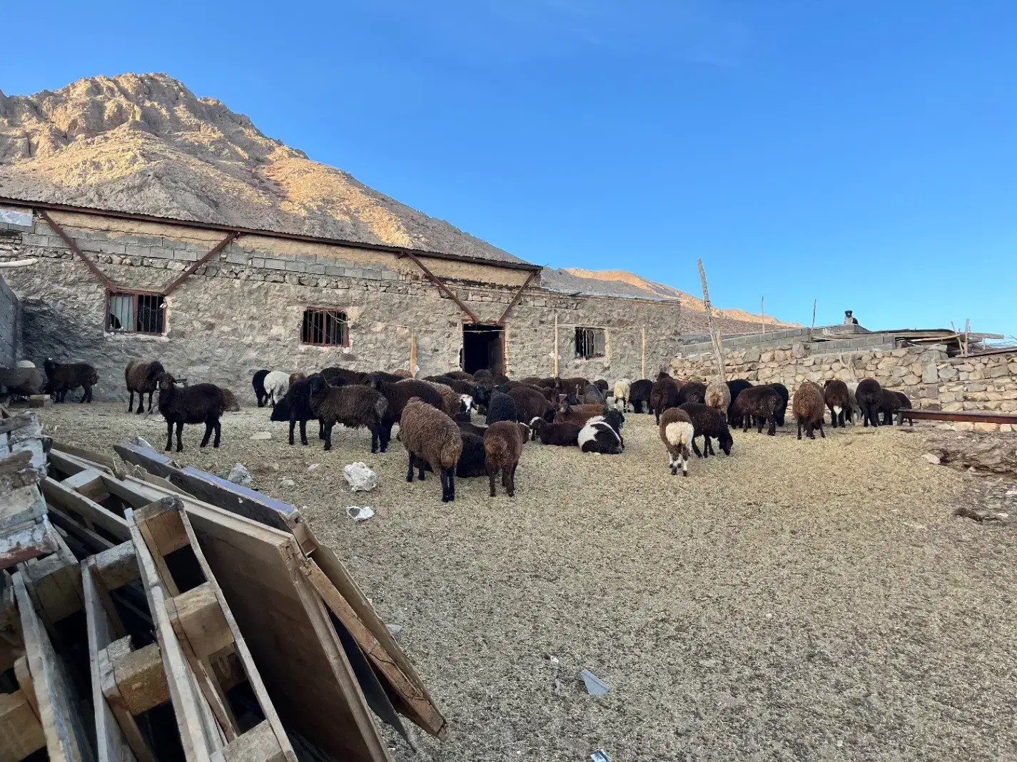 دام گوسفند بره میش بز بزغاله|حیوانات مزرعه|مهدی شهر, |دیوار