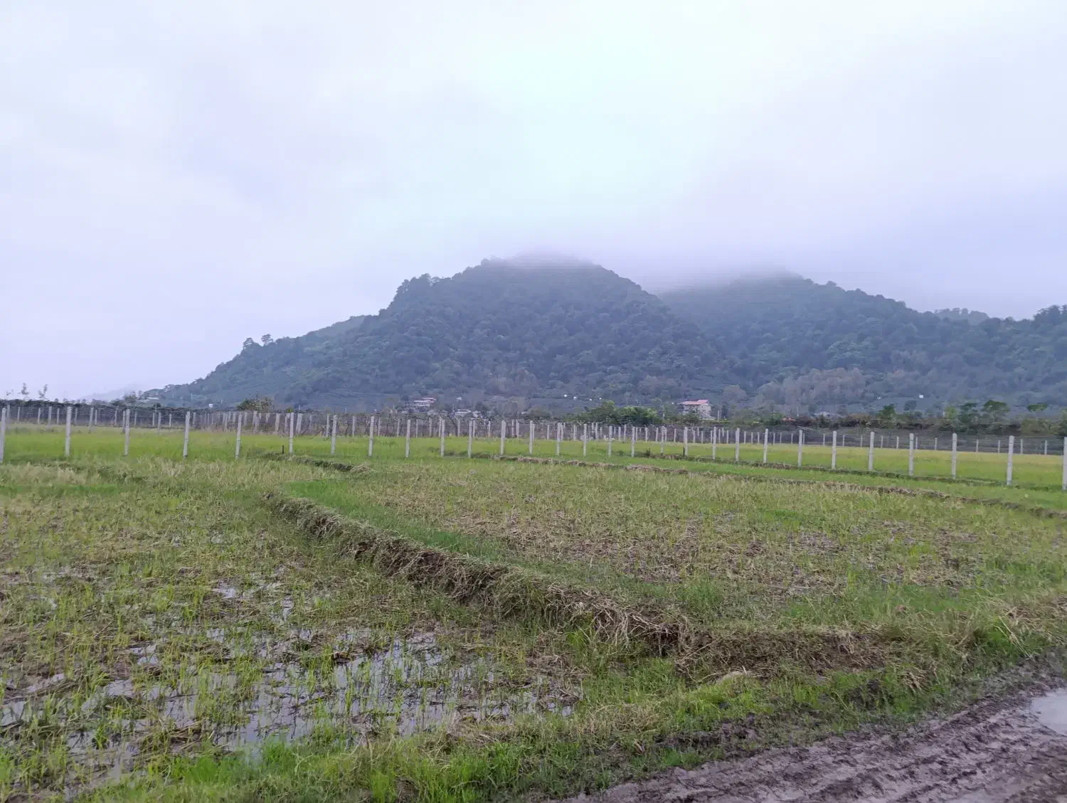 شالیزار در موقعیت خوب در پلاسی|فروش زمین و ملک کلنگی|چوبر, |دیوار