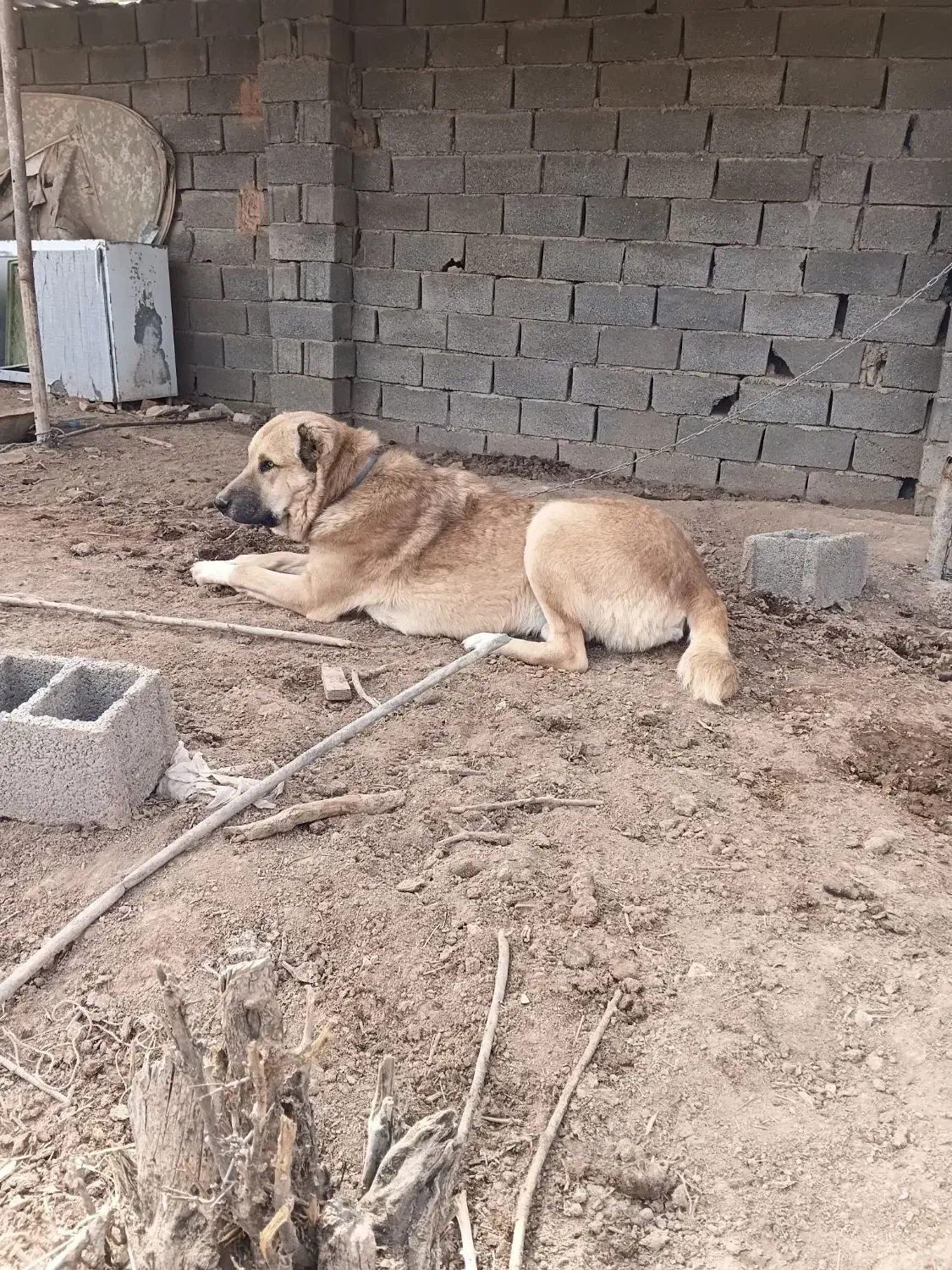 سگ دورگ افغان گله ای|سگ|پاکدشت, پاکدشت (مامازند)|دیوار
